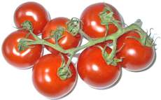 Tomaten-7B.jpg